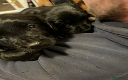 Mixed Breed dogs for sale: Sprockerdor puppies for sale - Image 8