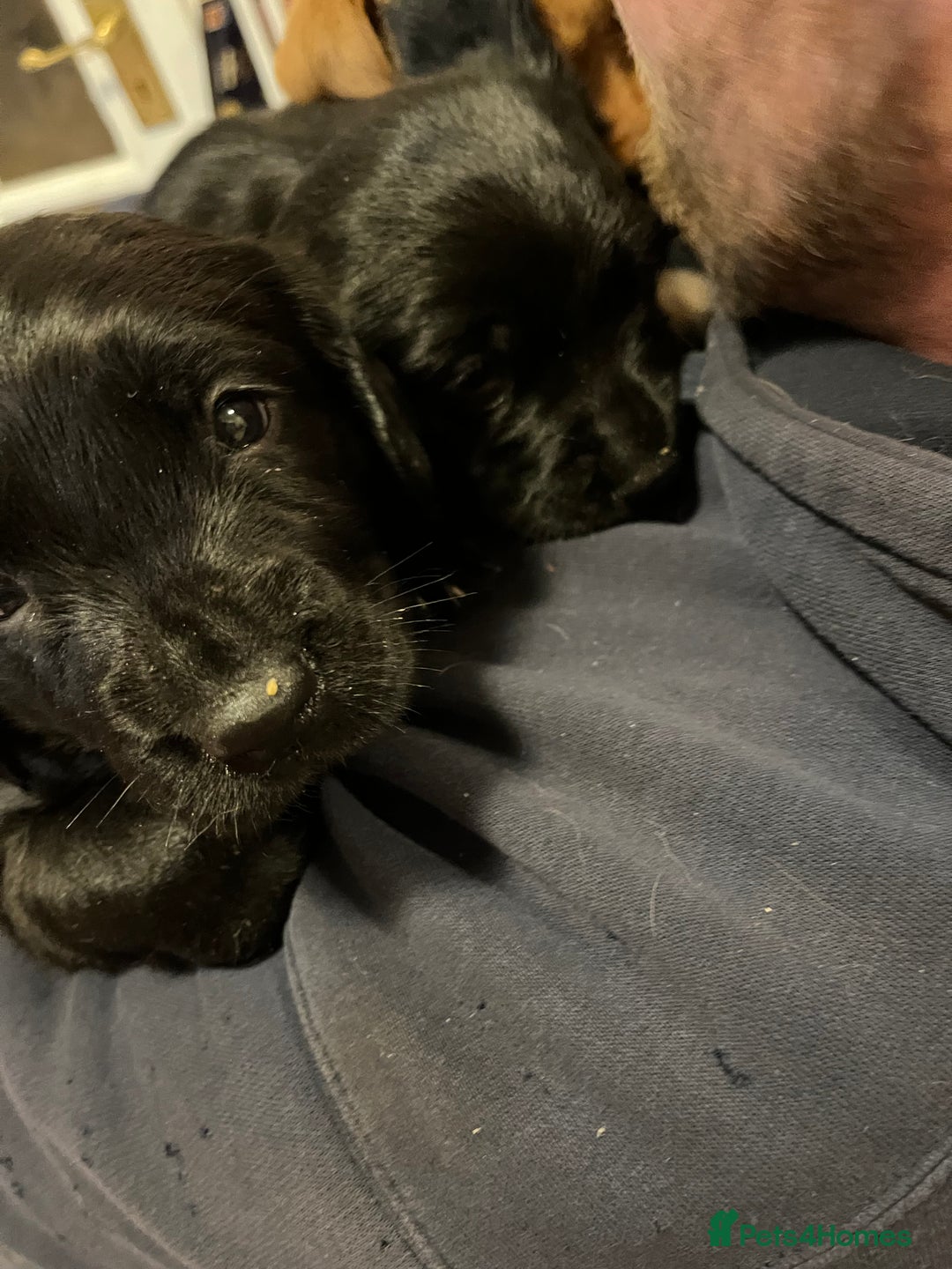 Mixed Breed dogs for sale: Sprockerdor puppies for sale - Image 8