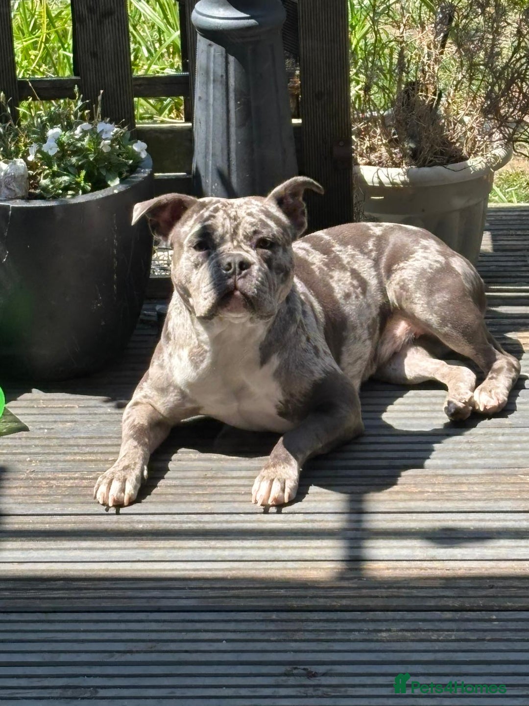 Mixed Breed dogs for sale: Staffship bull terrier cross pocket bully  - Image 4
