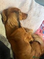 Miniature Dachshund dogs - Advert 4