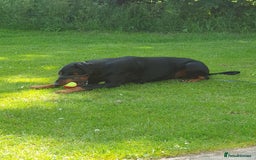 Dobermann dogs for sale: Loveable Friendly Duke - Image 4