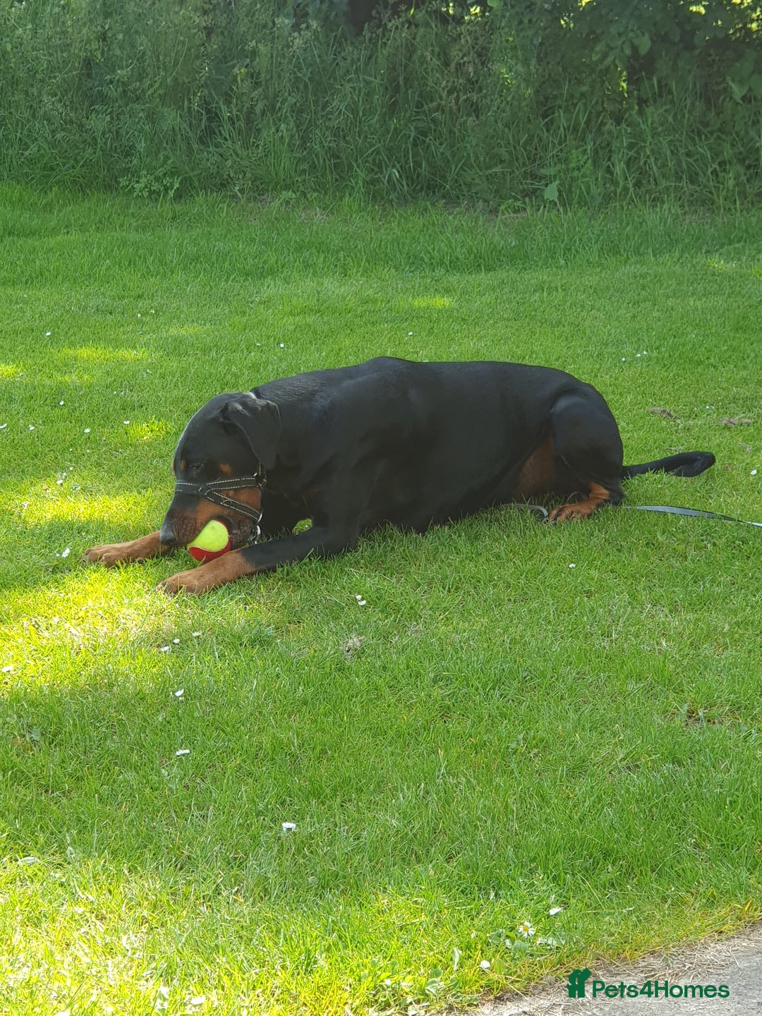 Dobermann dogs for sale: Loveable Friendly Duke - Image 4
