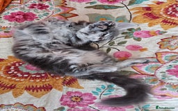 Maine Coon cats for sale: LARGE BREED Maine Coon cross  - Image 26