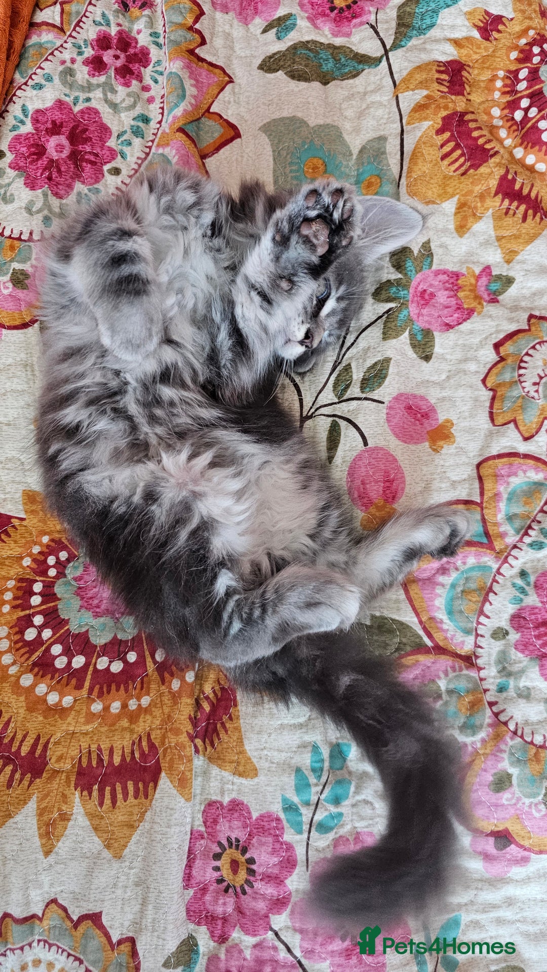 Maine Coon cats for sale: LARGE BREED Maine Coon cross  - Image 26