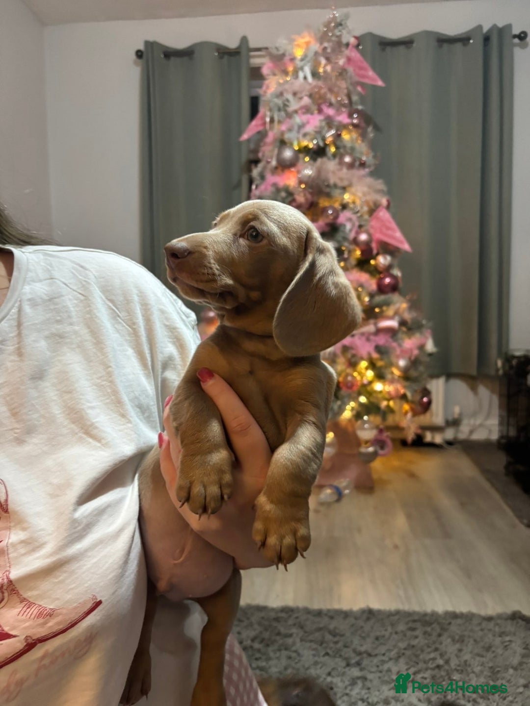 Miniature Dachshund dogs for sale: Last Isabella boy mini dachshund REDUCED  - Advert 10