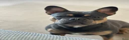 French Bulldog dogs for adoption: Blue and tan French bulldog female  - Advert 4