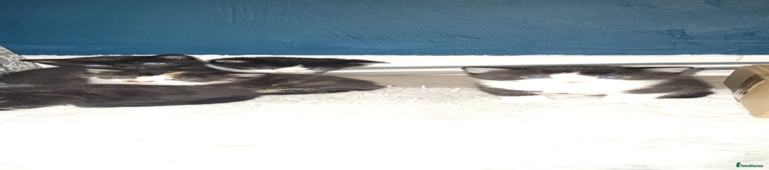 Mixed Breed Kitten 3