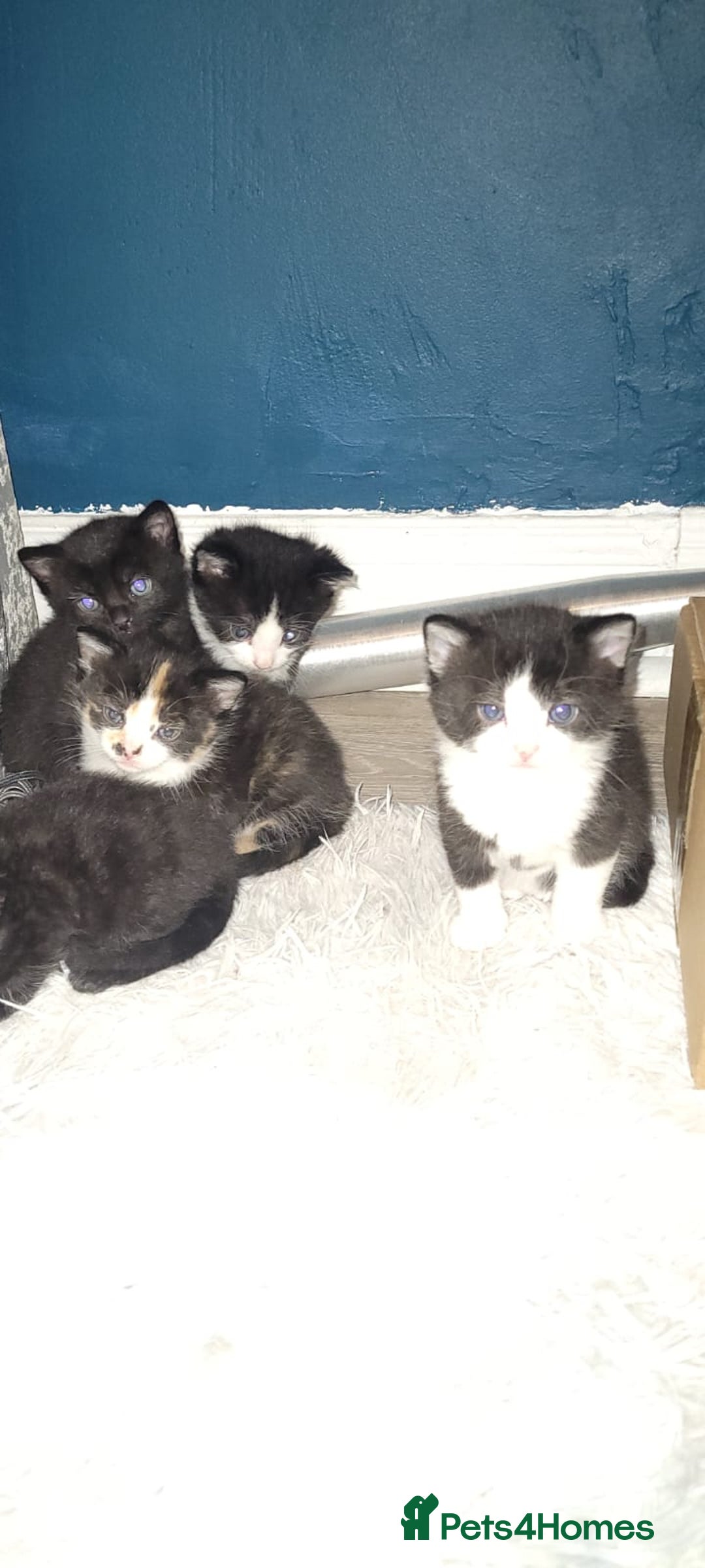 Mixed Breed cats for sale: Kittens looking for loving forever home - Image 7