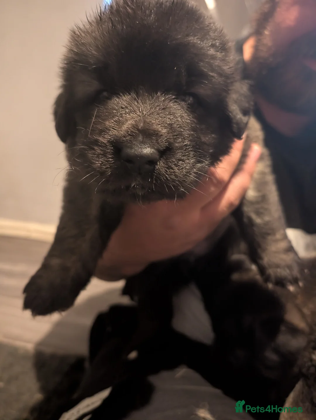 Mixed Breed dogs for sale: Caucasian Malinois Shepherds  in Hartlepool - Advert 2