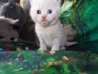 British Shorthair cats ❤️🔥 British Shorthair Kittens ❤️🔥 - Advert 16