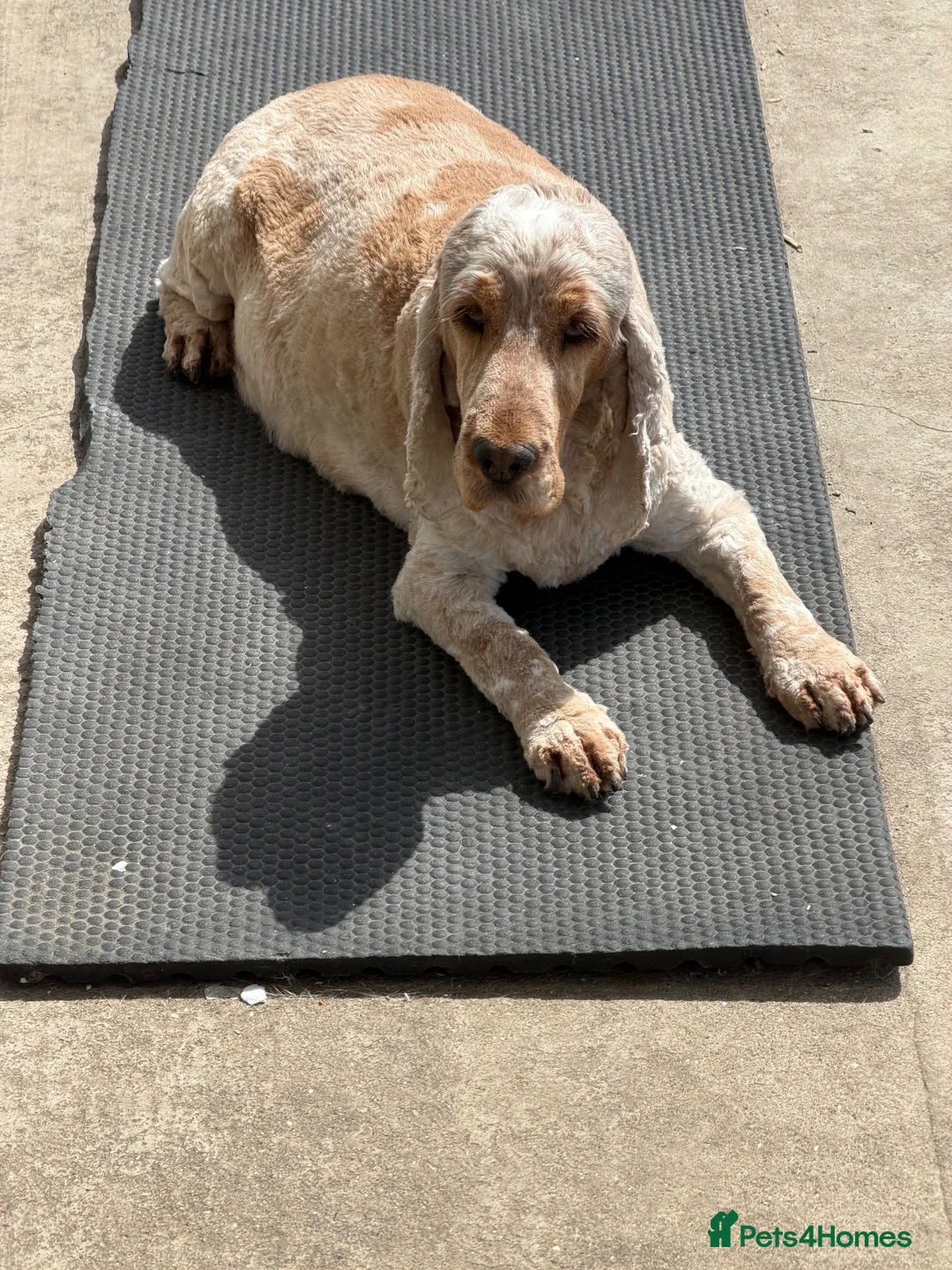 Cocker Spaniel dogs for sale: Adult looking for sofa home  - Advert 2