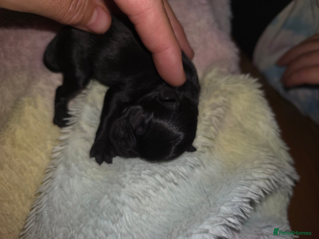 Pug dogs for sale: KC Pug puppies 4 girls 3 boys - Image 7