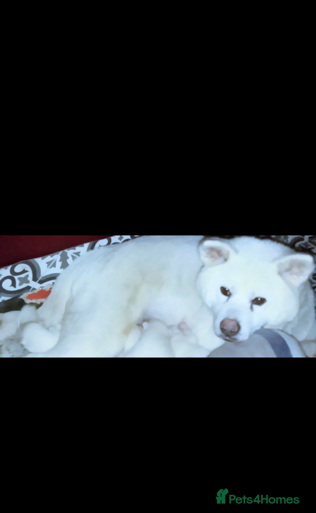 Japanese Akita Inu dogs for sale: Japanese Akita Inu Puppies  - Advert 4