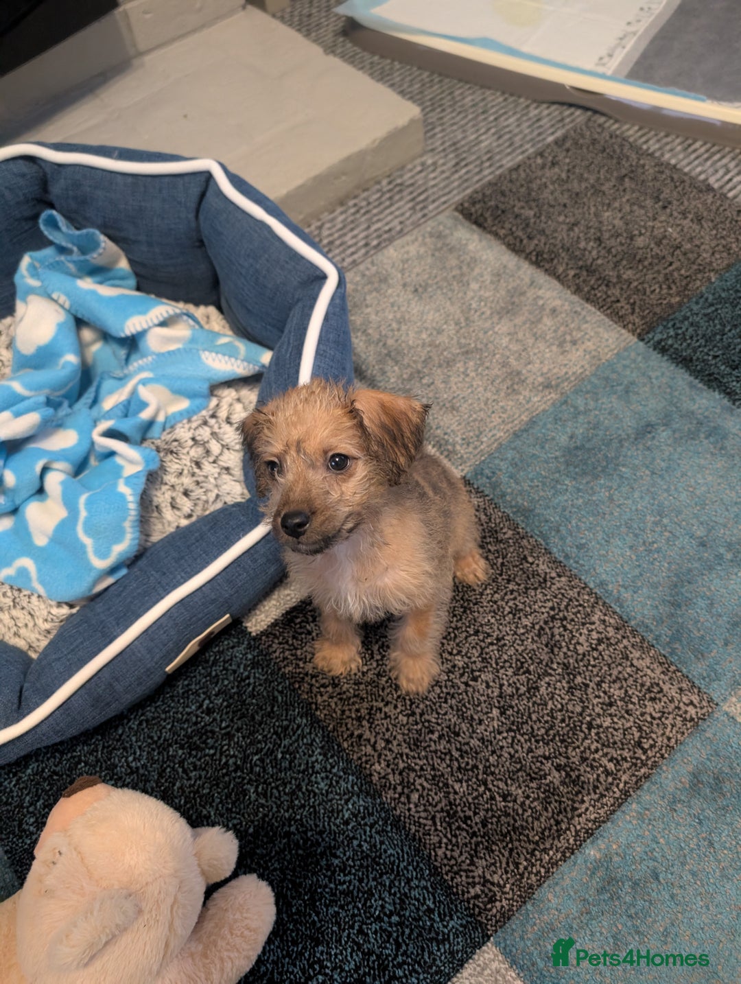 Mixed Breed dogs for sale: Patterpoo puppy  - Advert 1