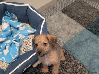 Mixed Breed dogs Patterpoo puppy - Advert 1