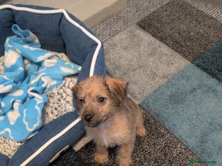 Mixed Breed dogs Patterpoo puppy - Advert 1