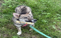 Mixed Breed dogs for adoption: 💖🐶 JOYA 🐶💖 - Image 6