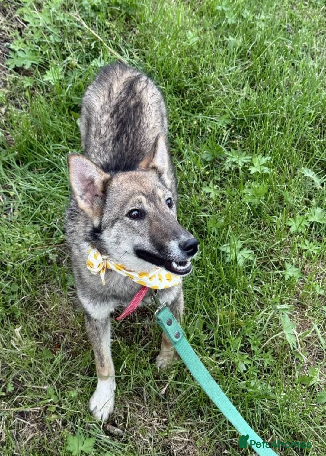 Mixed Breed dogs for adoption: 💖🐶 JOYA 🐶💖 - Image 6