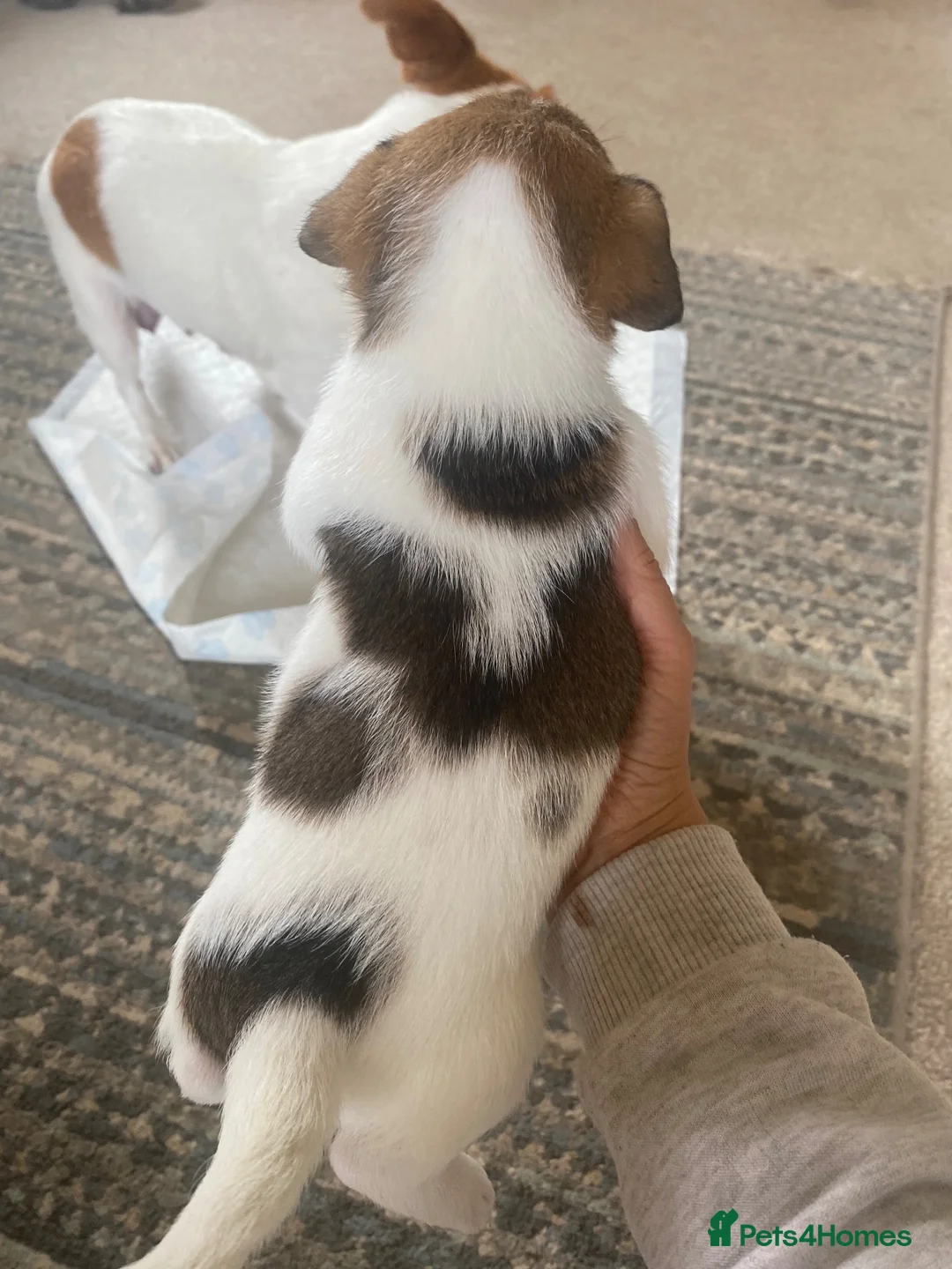 Jack Russell dogs for sale: Beautiful jack Russel pups for sale  - Advert 2