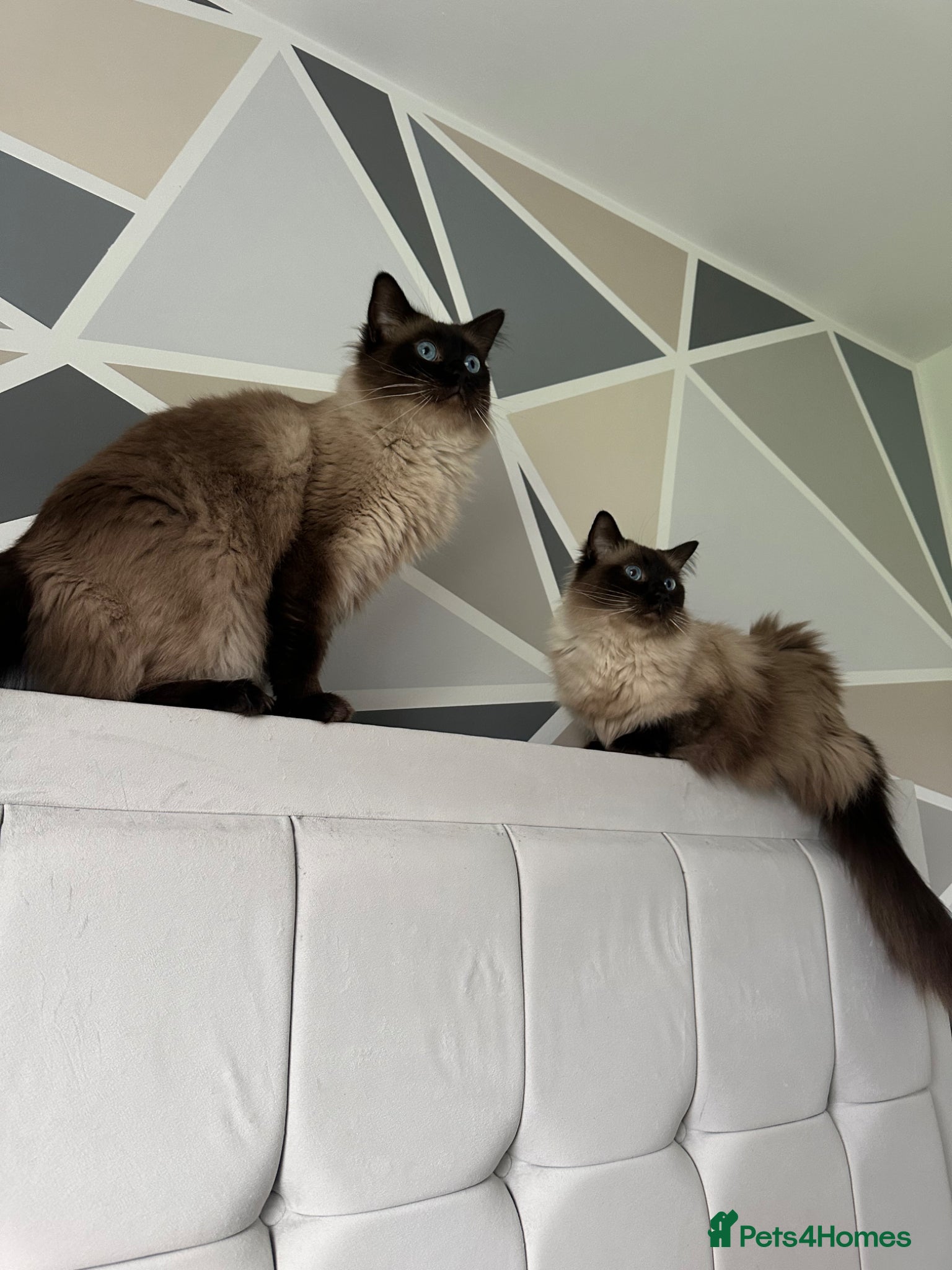 Ragdoll cats Charlie & Hamish - Advert 4