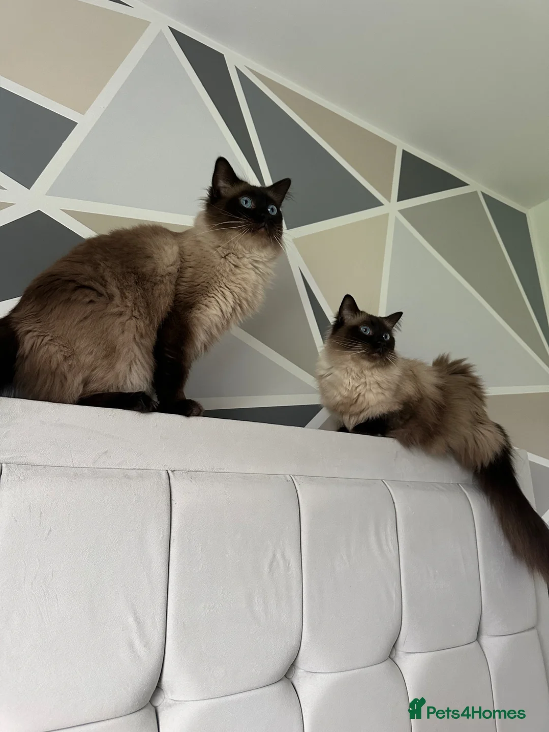 Ragdoll cats for sale: Charlie & Hamish in Peterhead - Advert 1