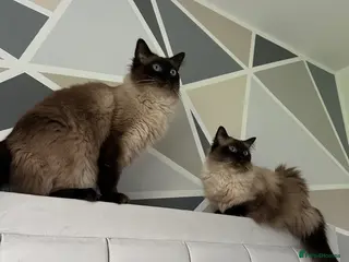 Ragdoll cats Charlie & Hamish - Advert 4