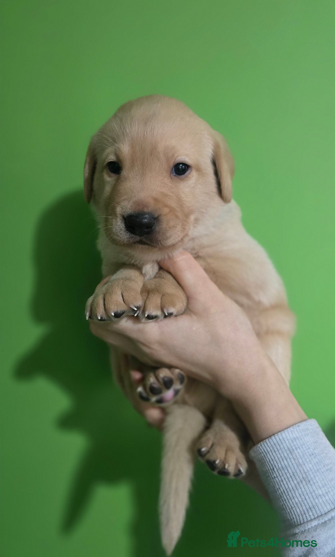 Labrador Retriever dogs for sale: Labrador puppies - Advert 13