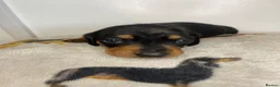 Miniature Dachshund dogs for sale: 3 beautiful girls  - Advert 15