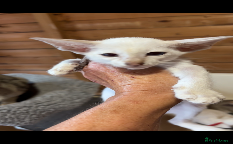 Siamese cats - Advert 2