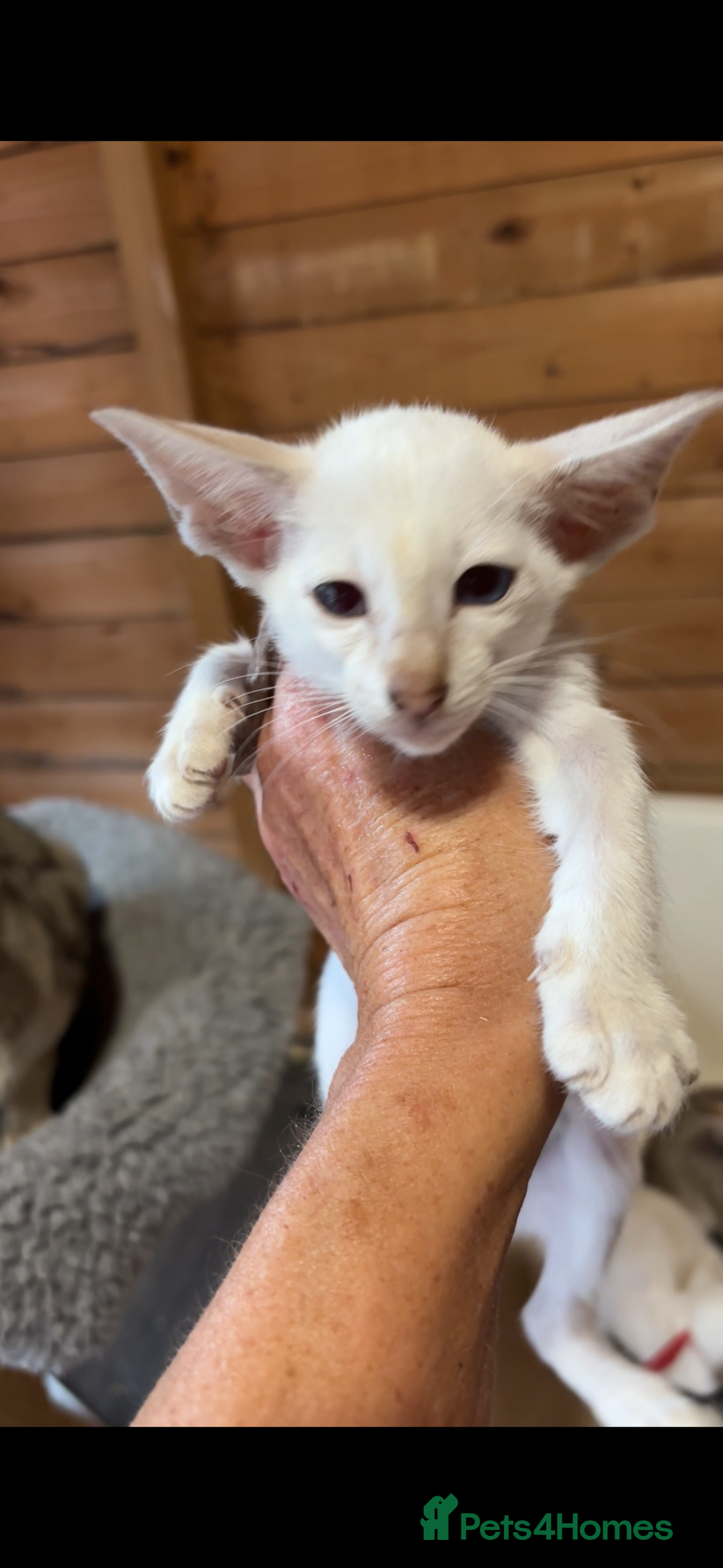 Siamese cats for sale: SIAMESE and ORIENTAL KITTENS - Image 1