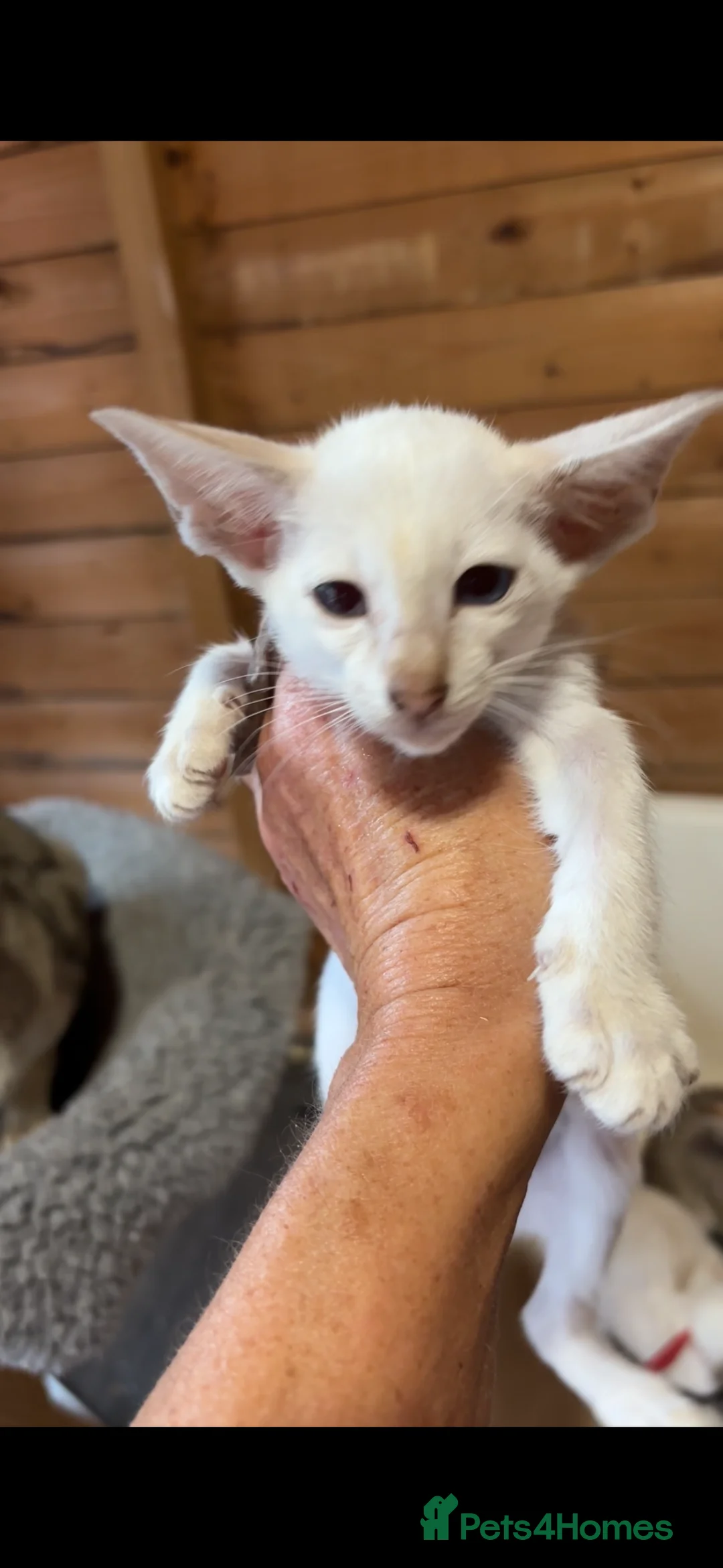 Siamese cats for sale: SIAMESE and ORIENTAL KITTENS - Advert 2