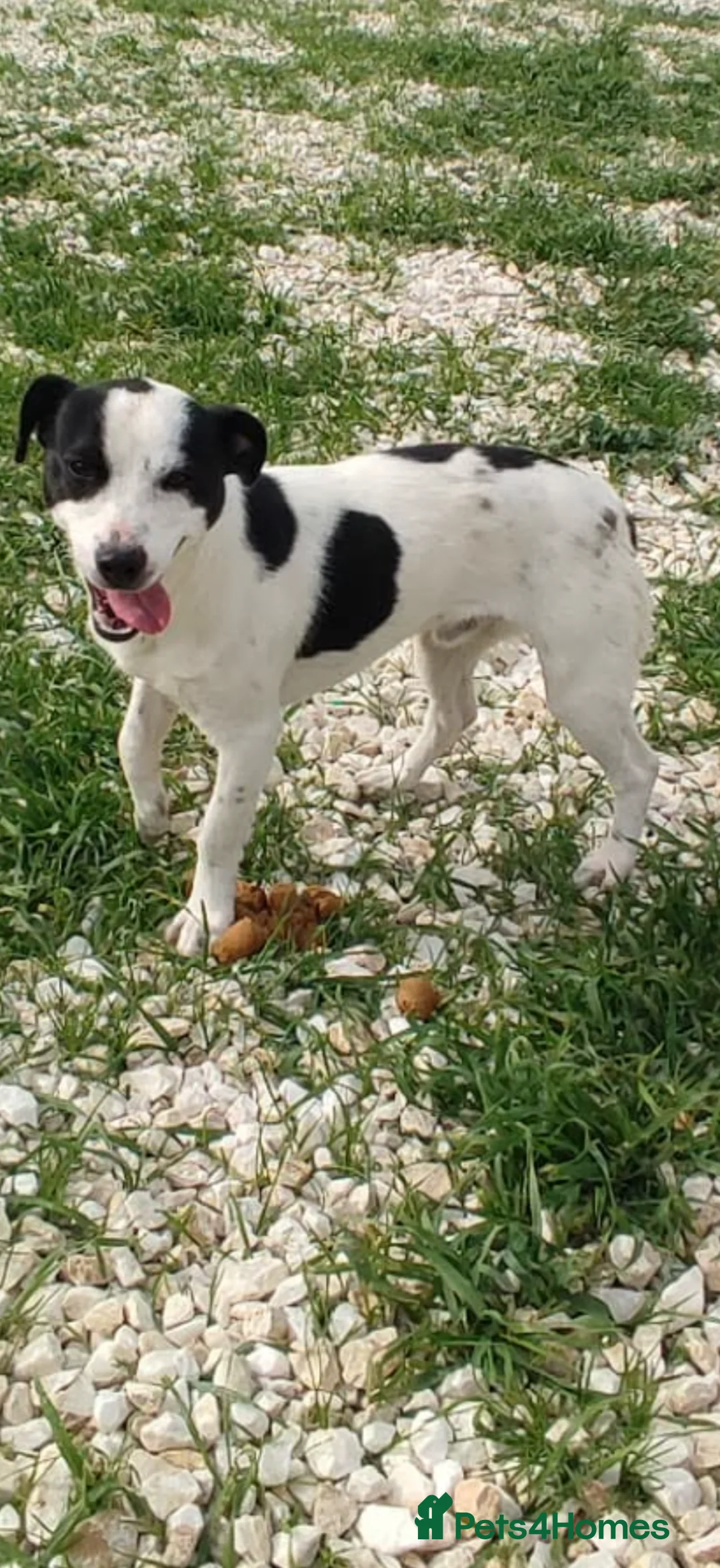 Mixed Breed dogs for adoption: Marco 10 months Macedonian rescue  - Advert 5