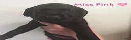 Labrador Retriever dogs for sale: Gorgeous Labrador pups  in Bishop Auckland - Advert 6