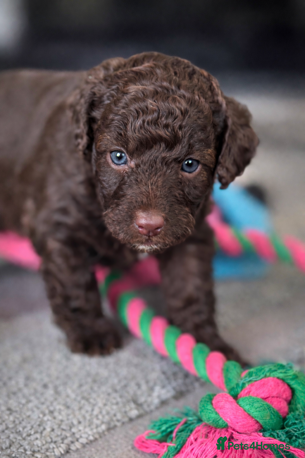 Aussiedoodle dogs MINIATURE AUSSIEDOODLE PUPPIES ⭐️⭐️⭐️ - Advert 17
