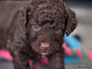 Aussiedoodle dogs MINIATURE AUSSIEDOODLE PUPPIES ⭐️⭐️⭐️ - Advert 17