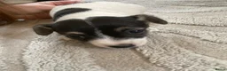 Mixed Breed dogs for sale: Lilly  - Advert 4