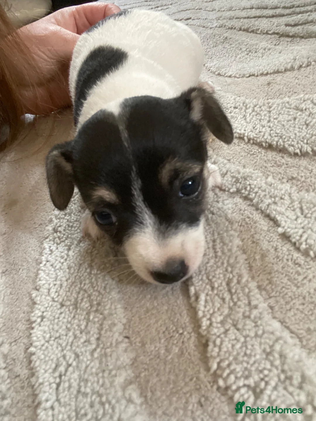 Mixed Breed dogs for sale: Lilly  - Advert 4