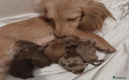Miniature Dachshund dogs for sale: Purebred Miniature Dachshund Puppies – Ready - Image 14