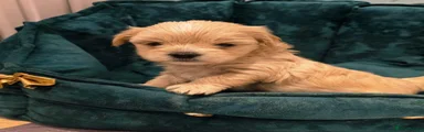 Yorkshire Terrier 3