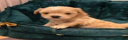Yorkshire Terrier dogs for sale: 🐾 Golddust Yorkshire Terrier Puppies Available 🐾 - Advert 13