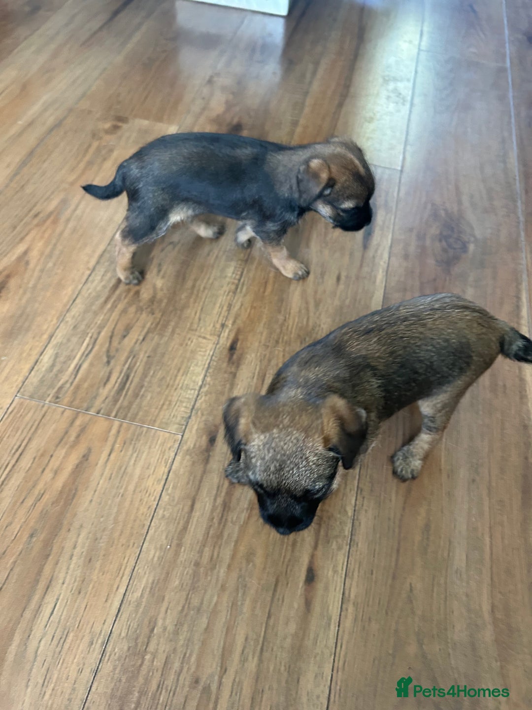 Border Terrier dogs for sale: Border Terrier pups Female - Image 6