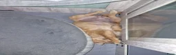 Golden Retriever dogs for sale: Stunning dark golden retriever puppies for sale - Advert 19