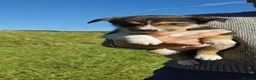 Border Collie dogs for sale: Border Collie Pups - Advert 13