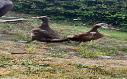 Ducks poultry for sale: Indian Runner Ducks  - Image 5