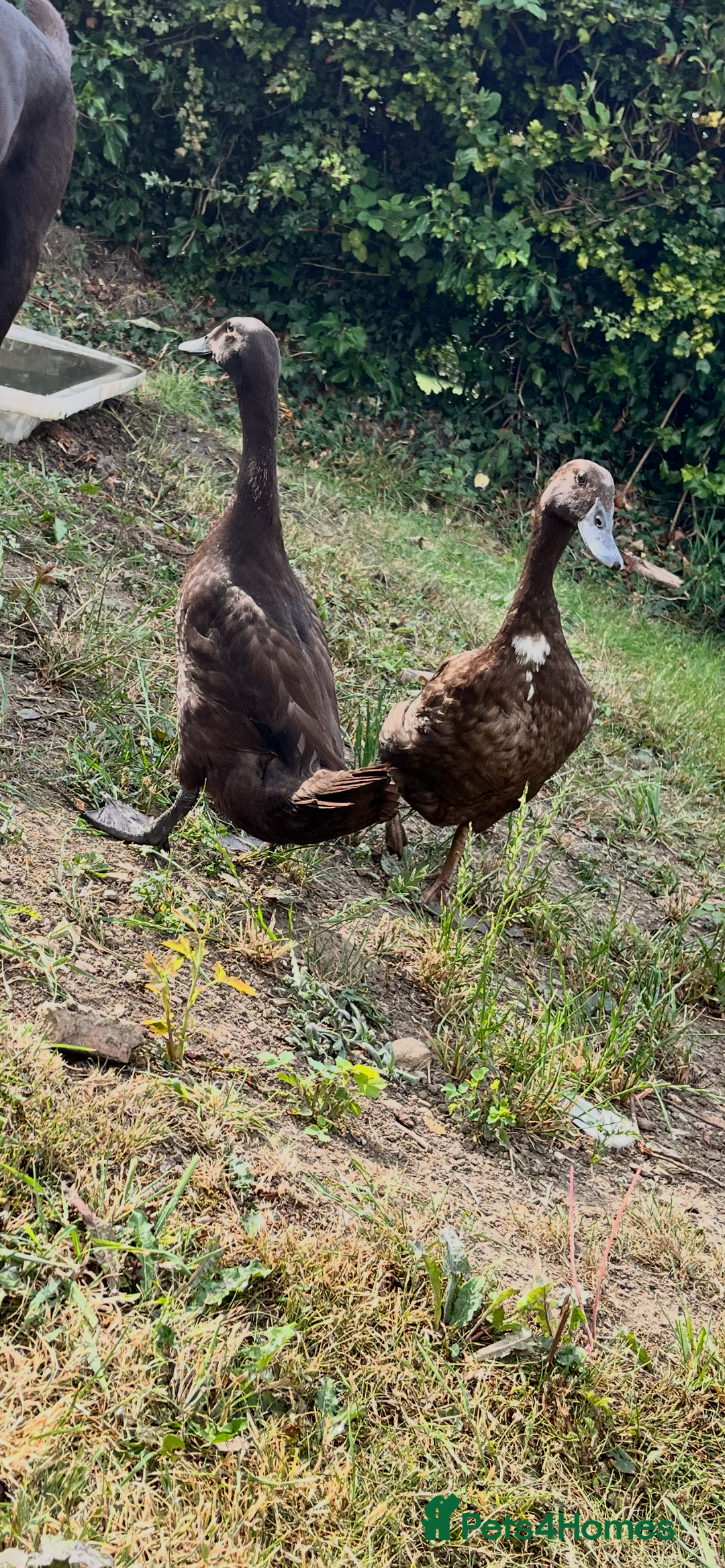 Ducks poultry for sale: Indian Runner Ducks  - Image 5