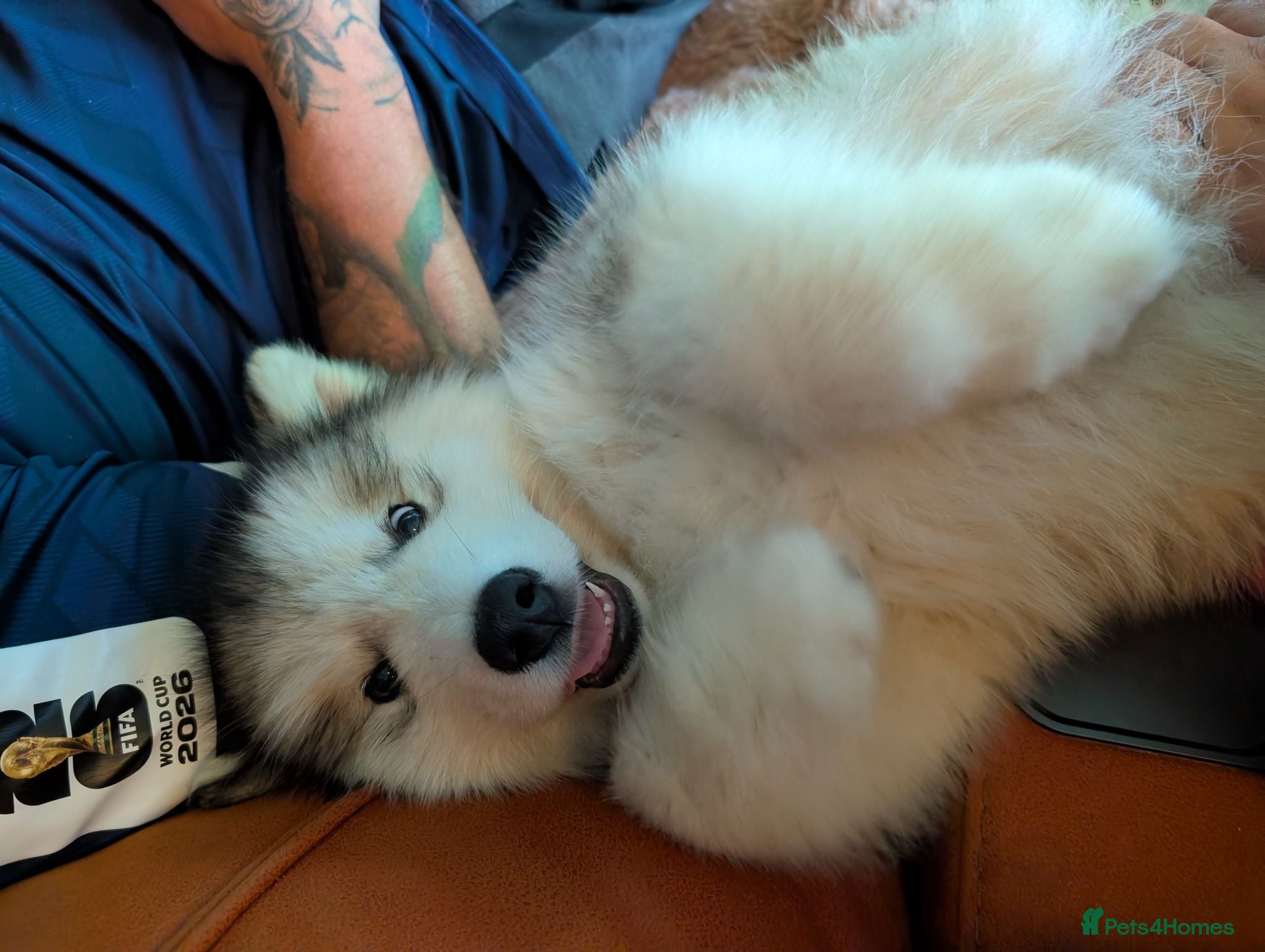 Alaskan Malamute dogs 2 Male Champ KC Reg Alaskan Malamute Puppies - Advert 8
