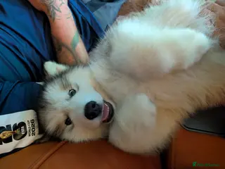 Alaskan Malamute dogs 2 Male Champ KC Reg Alaskan Malamute Puppies - Advert 8