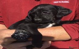 Cockerdor dogs for sale: AMAZING COCKERDOR/COCKADOR PUPPIES - Image 39