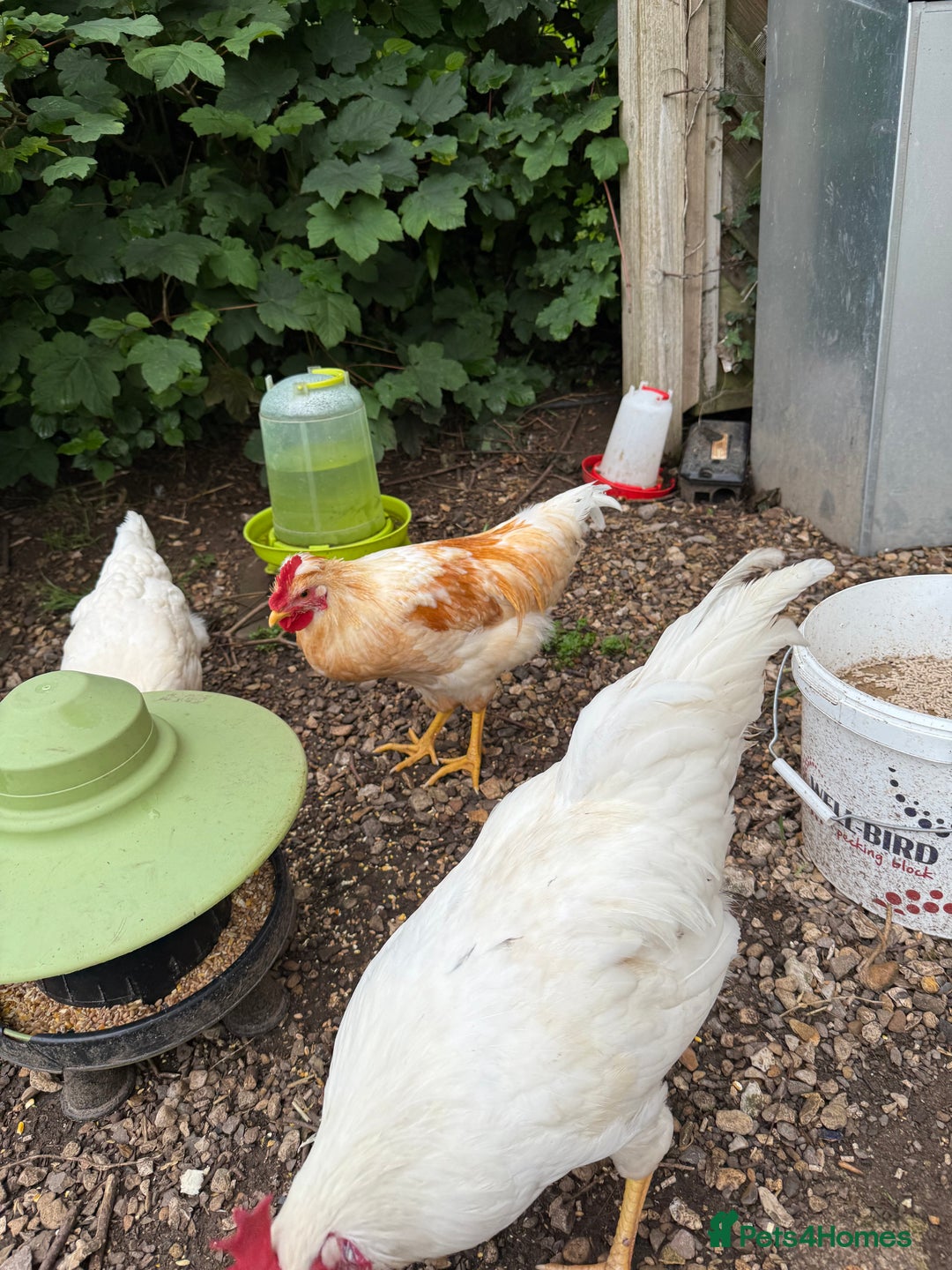 Chickens poultry for sale: Cockerels 4 months old in Cardiff - Image 3