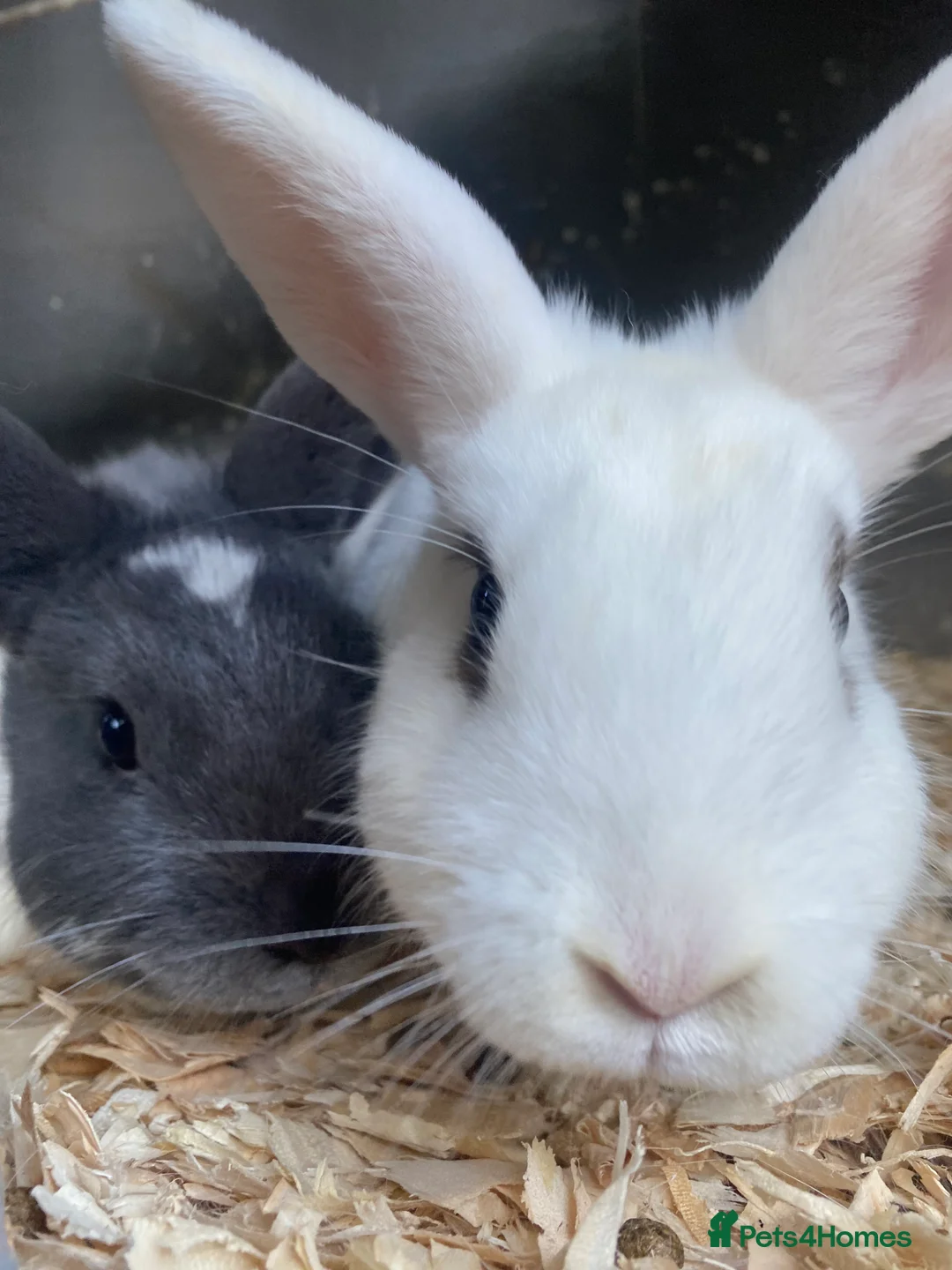 Mixed Breed rabbits for sale: Gorgeous pair of buns - Advert 2